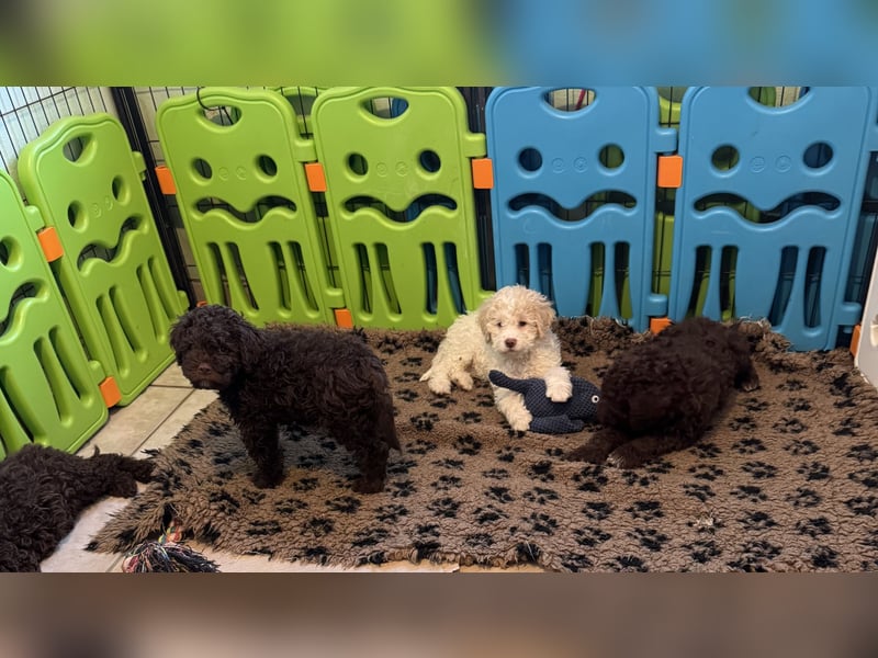 Lagotto Romagnolo/Wasserhund/Trüffelsuchhund