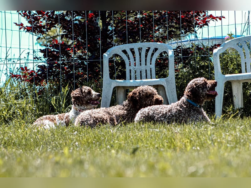 Lagotto Romagnolo/Wasserhund/Trüffelsuchhund