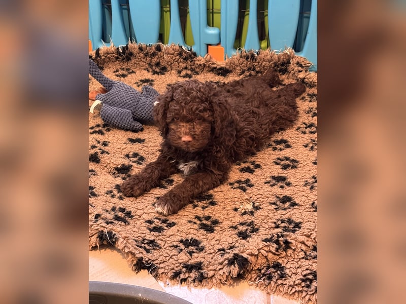Lagotto Romagnolo/Wasserhund/Trüffelsuchhund