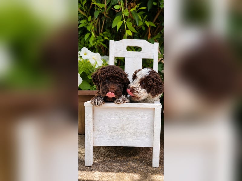 Lagotto Romagnolo/Wasserhund/Trüffelsuchhund