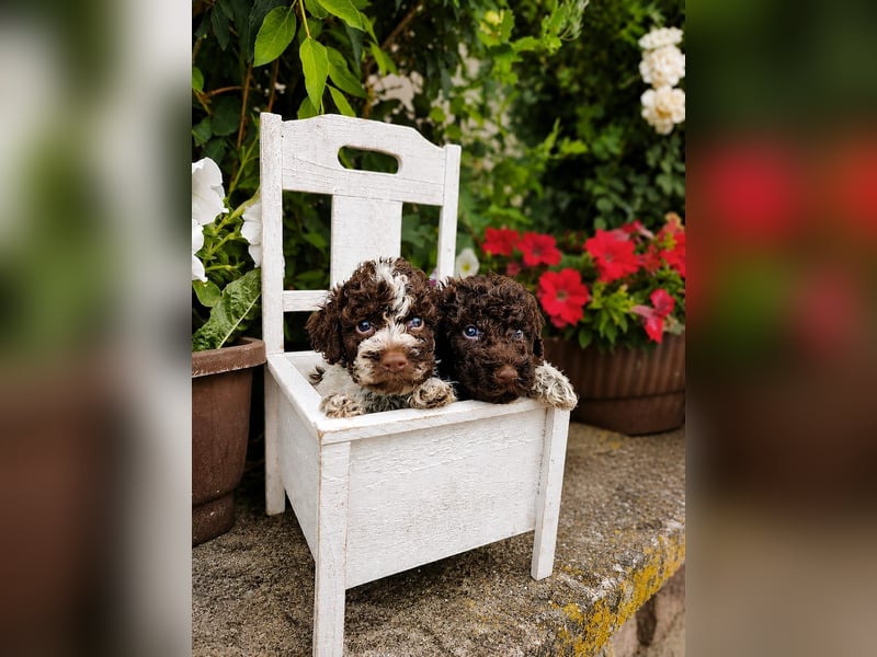 Lagotto Romagnolo/Wasserhund/Trüffelsuchhund