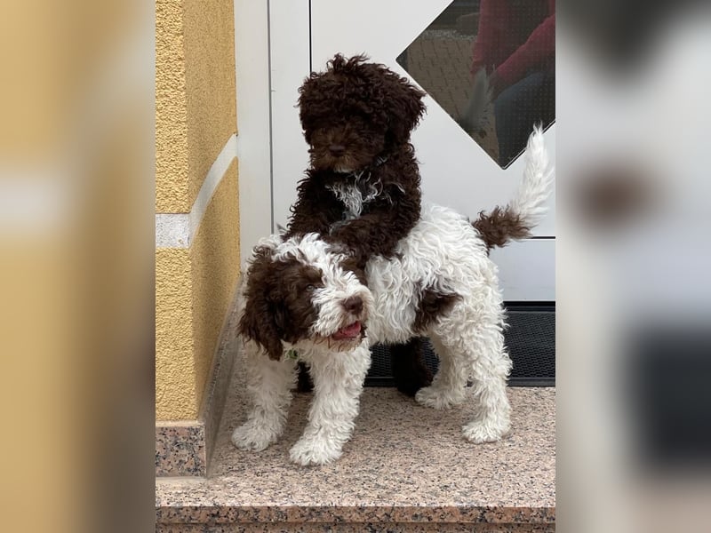 Lagotto Romagnolo/Wasserhund/Trüffelsuchhund