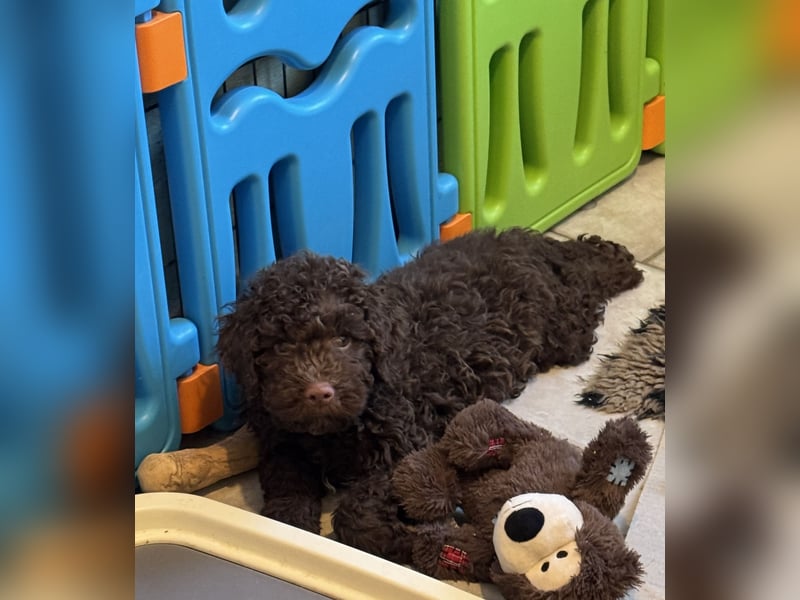 Lagotto Romagnolo/Wasserhund/Trüffelsuchhund