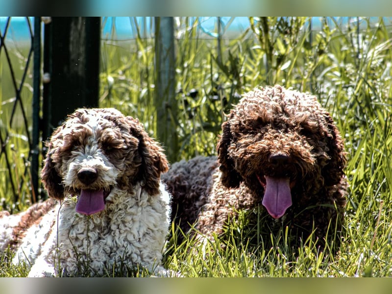Lagotto Romagnolo/Wasserhund/Trüffelsuchhund