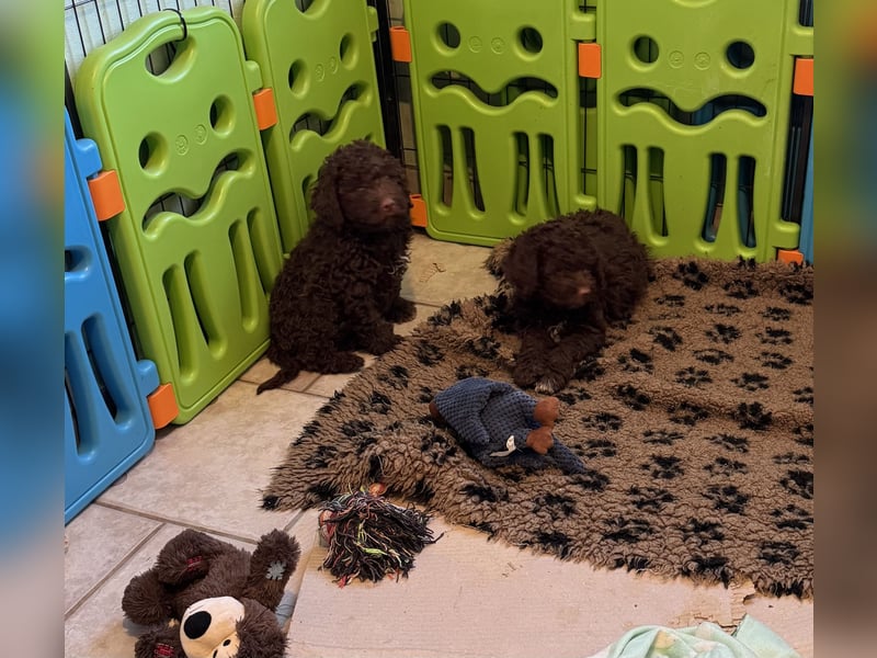 Lagotto Romagnolo/Wasserhund/Trüffelsuchhund