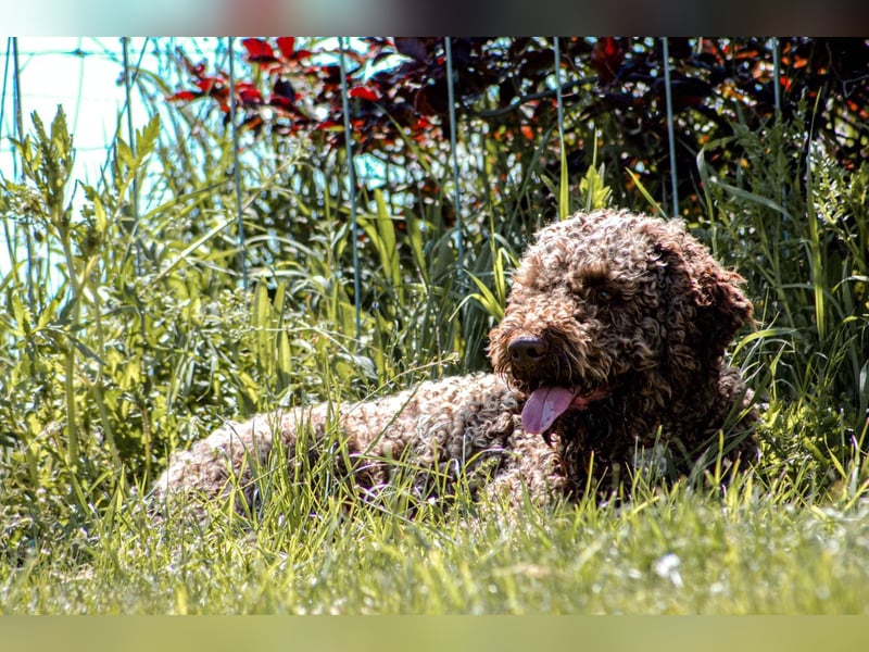 Lagotto Romagnolo/Wasserhund/Trüffelsuchhund
