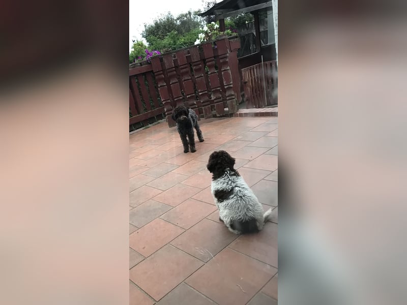 Lagotto Romagnolo/Wasserhund/Trüffelsuchhund