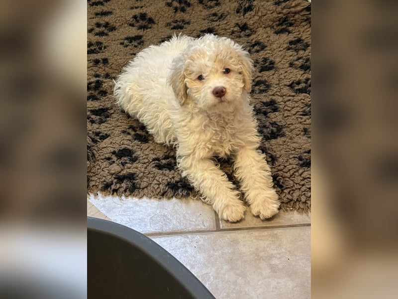 Lagotto Romagnolo/Wasserhund/Trüffelsuchhund