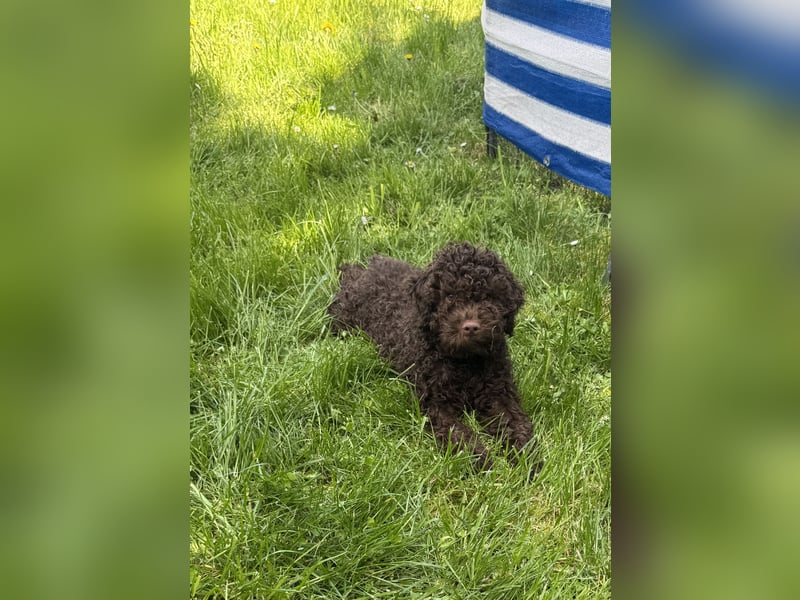 Lagotto Romagnolo/Wasserhund/Trüffelsuchhund