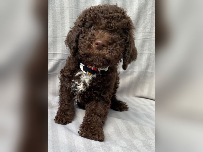 Lagotto Romagnolo/Wasserhund/Trüffelsuchhund