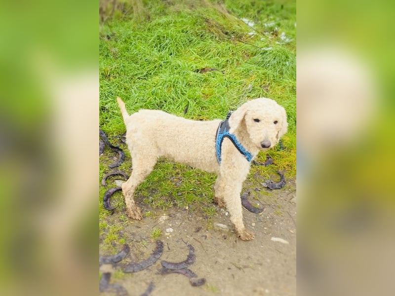 Jaqui eine Lagotto Ramagnole Hündin
