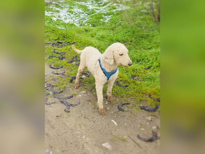 Jaqui eine Lagotto Ramagnole Hündin