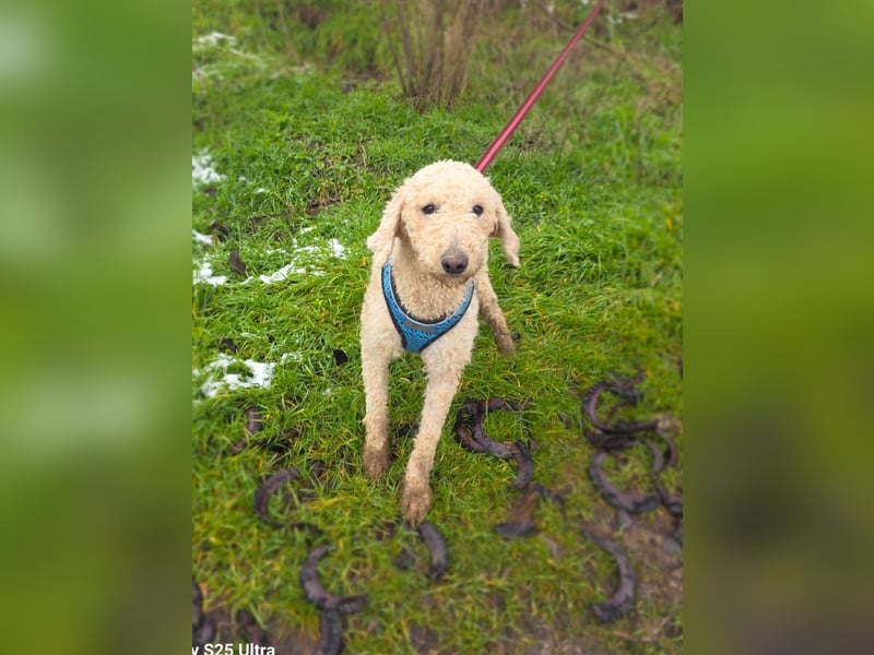 Jaqui eine Lagotto Ramagnole Hündin