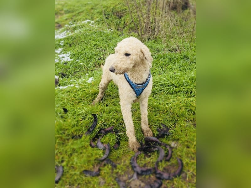 Jaqui eine Lagotto Ramagnole Hündin