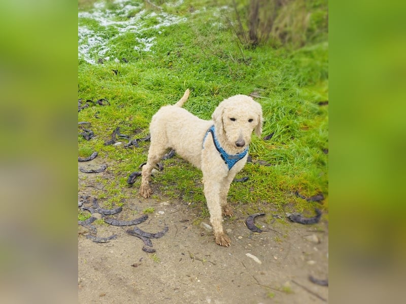 Jaqui eine Lagotto Ramagnole Hündin