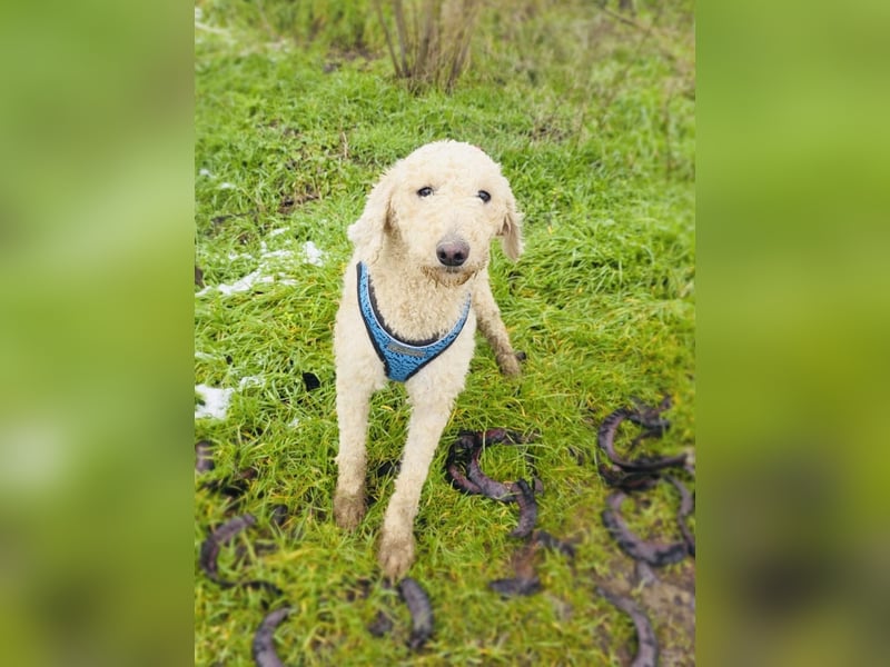 Jaqui eine Lagotto Ramagnole Hündin