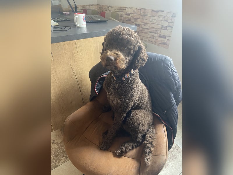 Lagotto Romagnolo Welpen