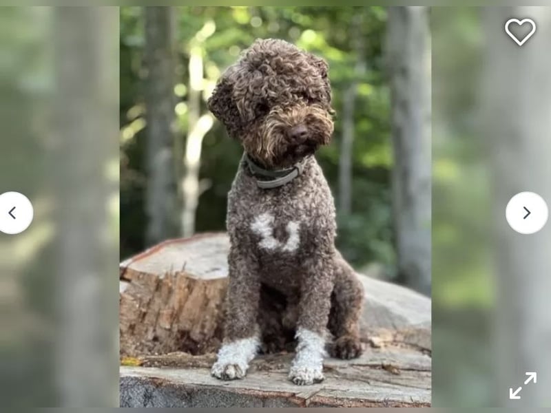 Lagotto Romagnolo Welpen