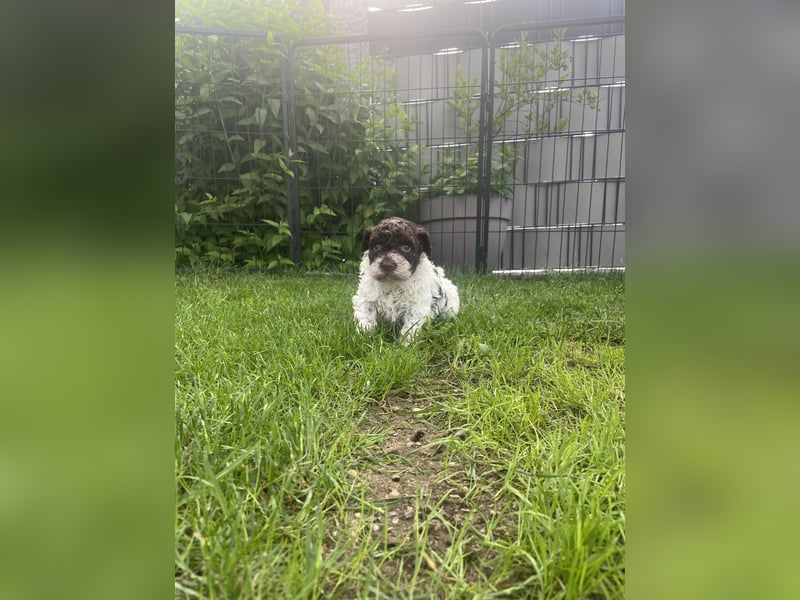 Lagotto Romagnolo Welpen
