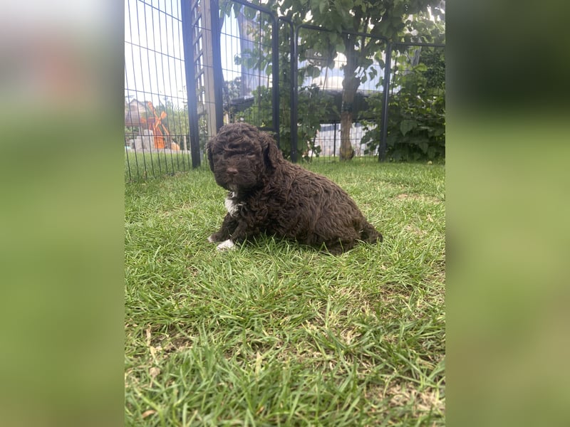 Lagotto Romagnolo