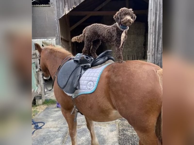 Lagotto Romagnolo