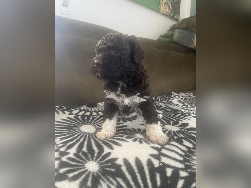 Lagotto Romagnolo Welpen