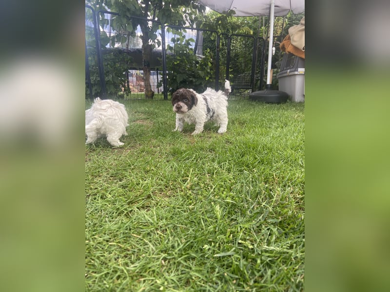 Lagotto Romagnolo