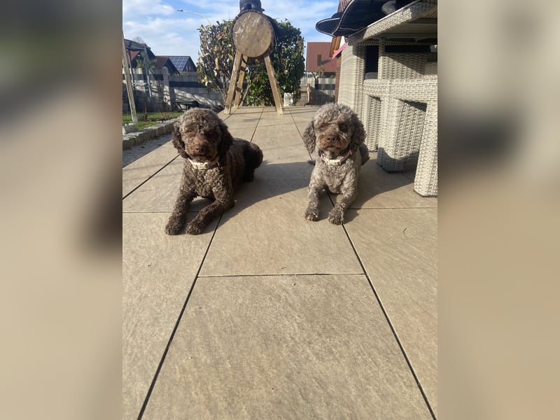 Lagotto Romagnolo Welpen