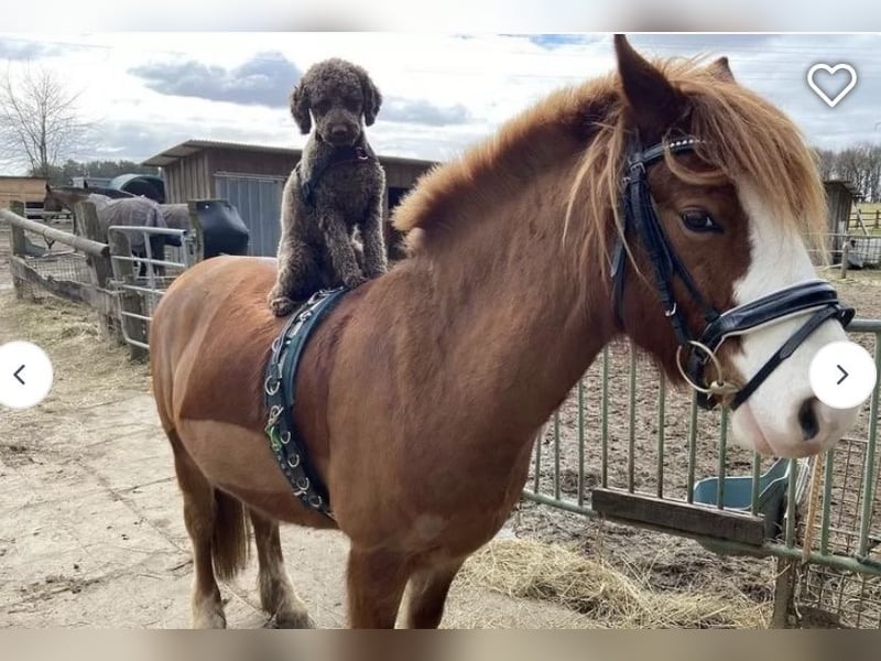 Lagotto Romagnolo Welpen