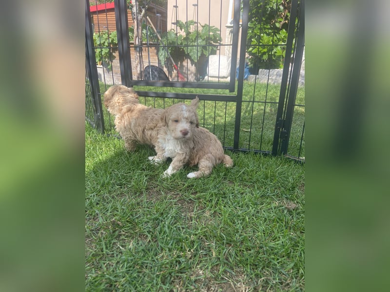 Lagotto Romagnolo Welpen