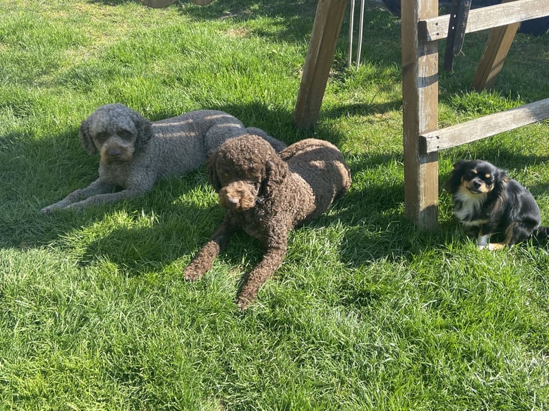 Lagotto Romagnolo