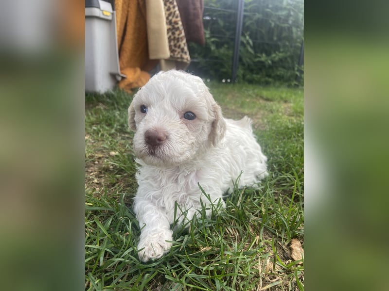 Lagotto Romagnolo