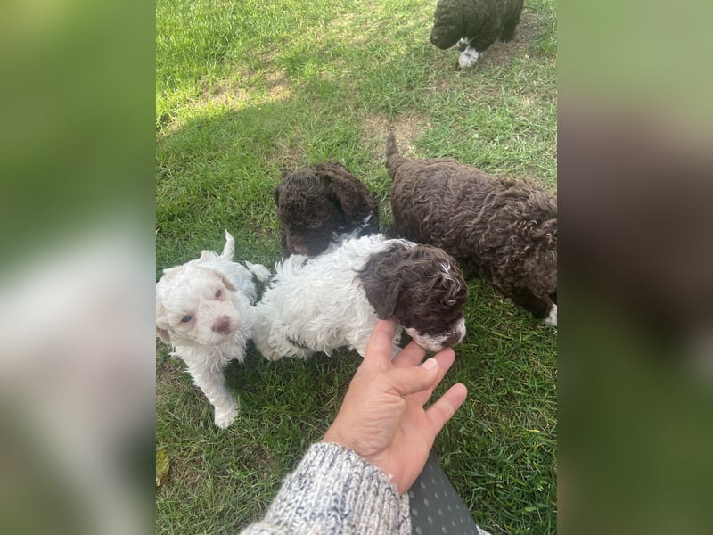 Lagotto Romagnolo Welpen