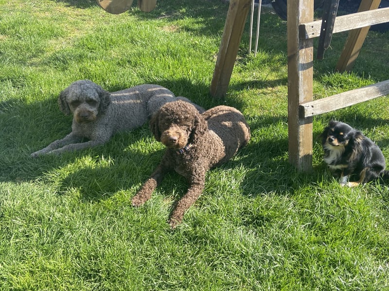 Lagotto Romagnolo