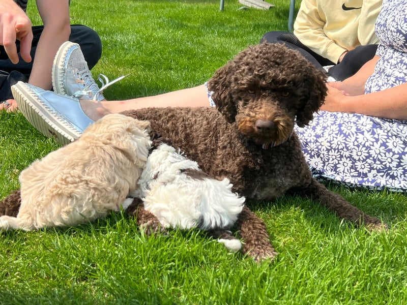 Lagotto Romagnolo