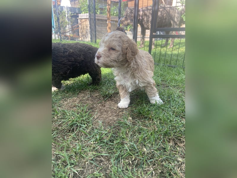 Lagotto Romagnolo Welpen