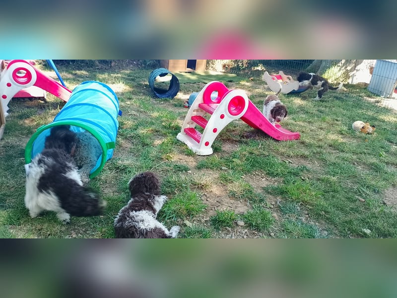 Lagotto Romagnolo Welpen