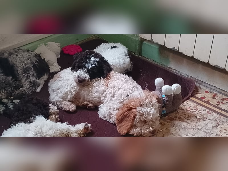 Lagotto Romagnolo Welpen