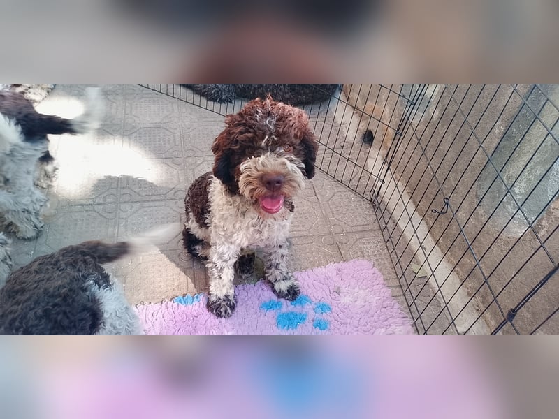 Lagotto Romagnolo Welpen
