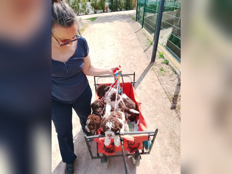 Lagotto Romagnolo Welpen