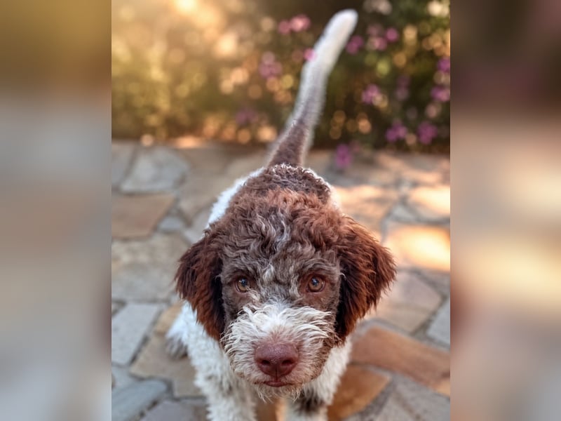 Lagotto Romagnolo Welpen