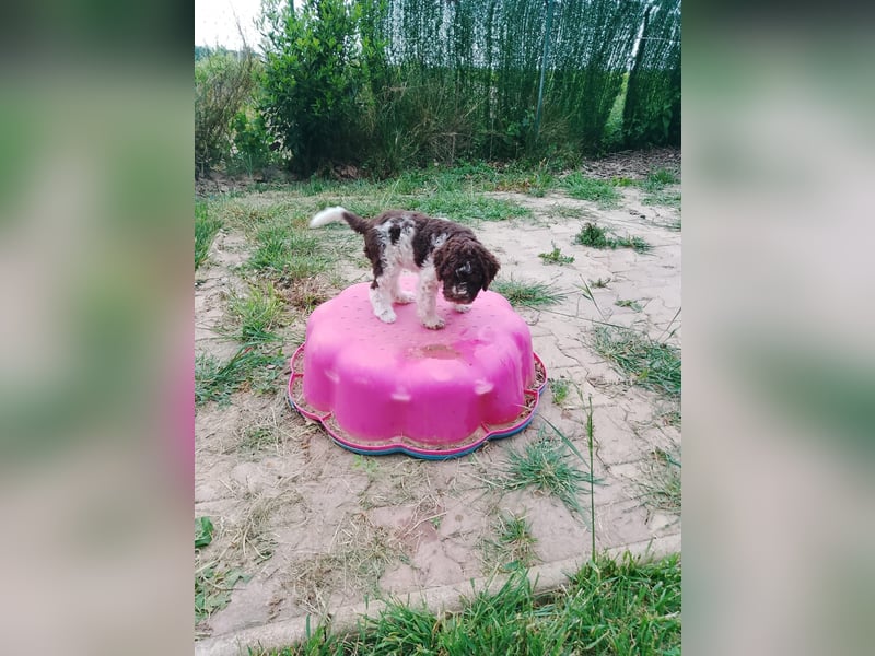 Lagotto Romagnolo Welpen