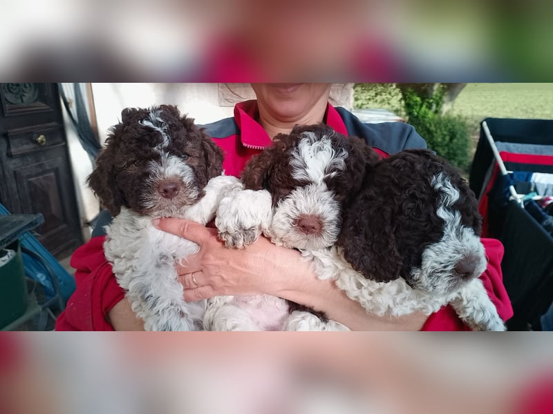Lagotto Romagnolo Welpen