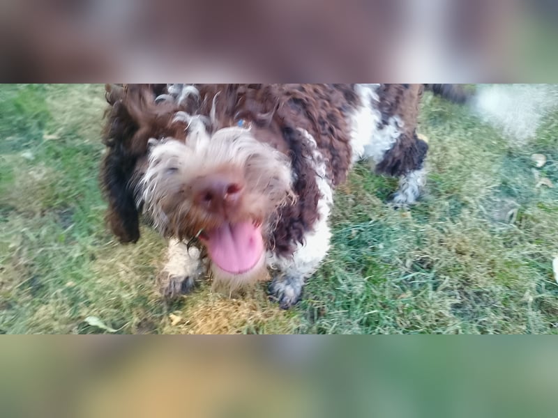 Lagotto Romagnolo Welpen