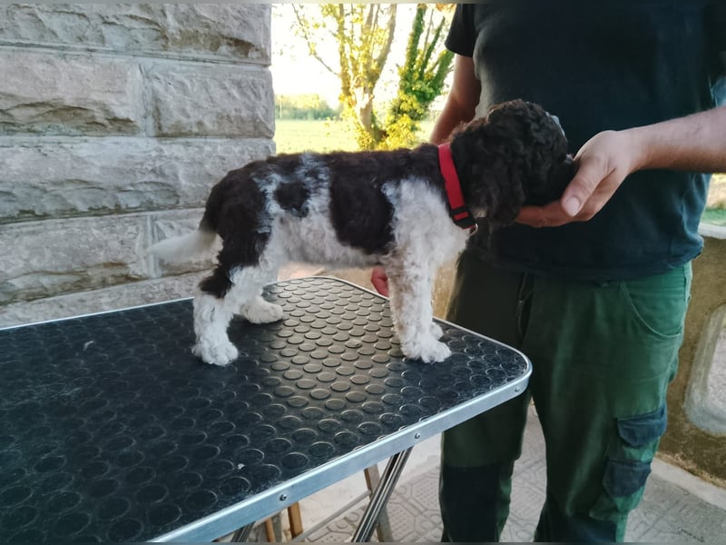 Lagotto Romagnolo Welpen