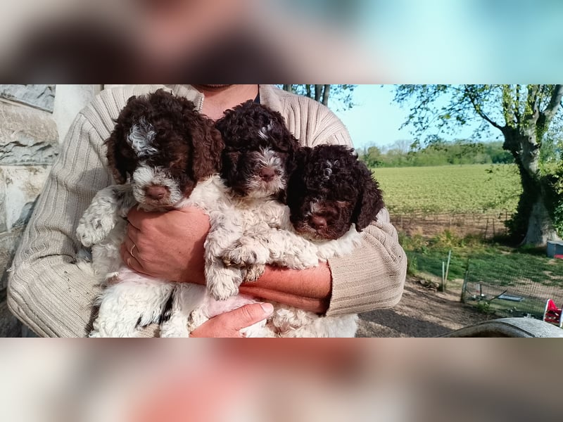 Lagotto Romagnolo Welpen