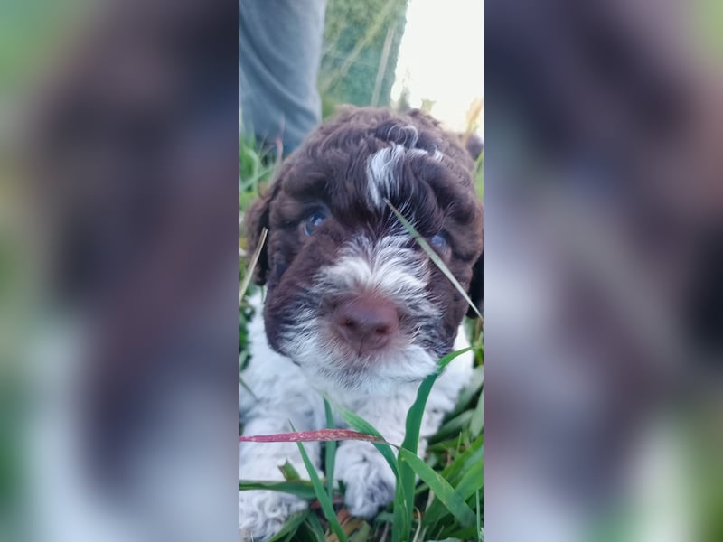 Lagotto Romagnolo Welpen
