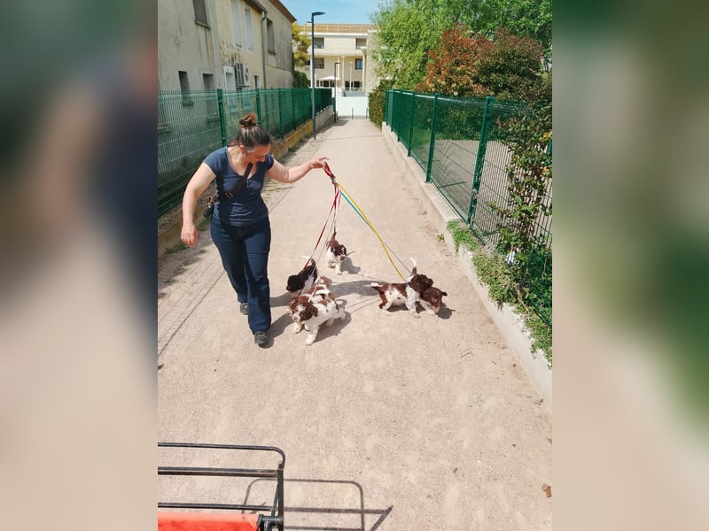 Lagotto Romagnolo Welpen