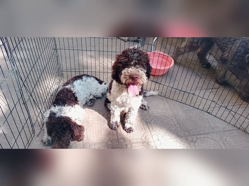 Lagotto Romagnolo Welpen