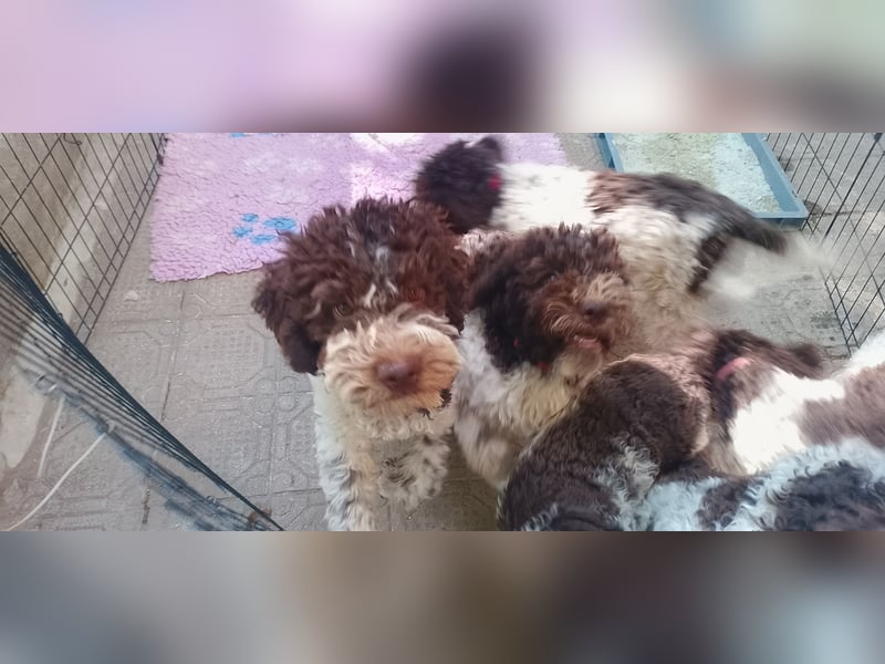 Lagotto Romagnolo Welpen